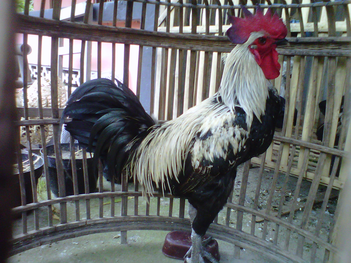 Ayam Ketawa (Bangga kalo punya karena laen dari yang lain kokoknya)