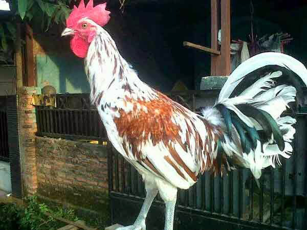 Ayam Ketawa (Bangga kalo punya karena laen dari yang lain kokoknya)