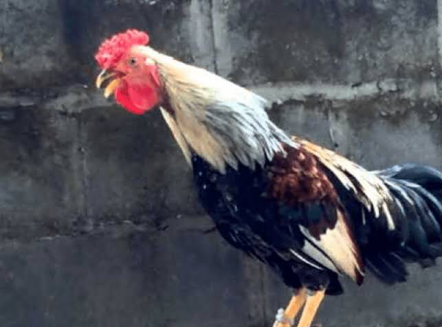 Ayam Ketawa (Bangga kalo punya karena laen dari yang lain kokoknya)
