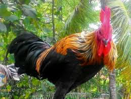 Ayam Ketawa (Bangga kalo punya karena laen dari yang lain kokoknya)