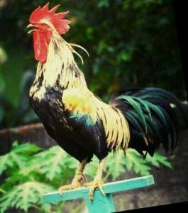 Ayam Ketawa (Bangga kalo punya karena laen dari yang lain kokoknya)