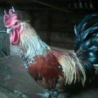 Ayam Ketawa (Bangga kalo punya karena laen dari yang lain kokoknya)