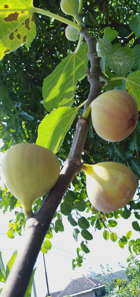Luar Biasa! Manfaat Buah Tin. Buah Yang Ada Dalam Al-Qur'an