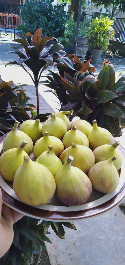 Luar Biasa! Manfaat Buah Tin. Buah Yang Ada Dalam Al-Qur'an