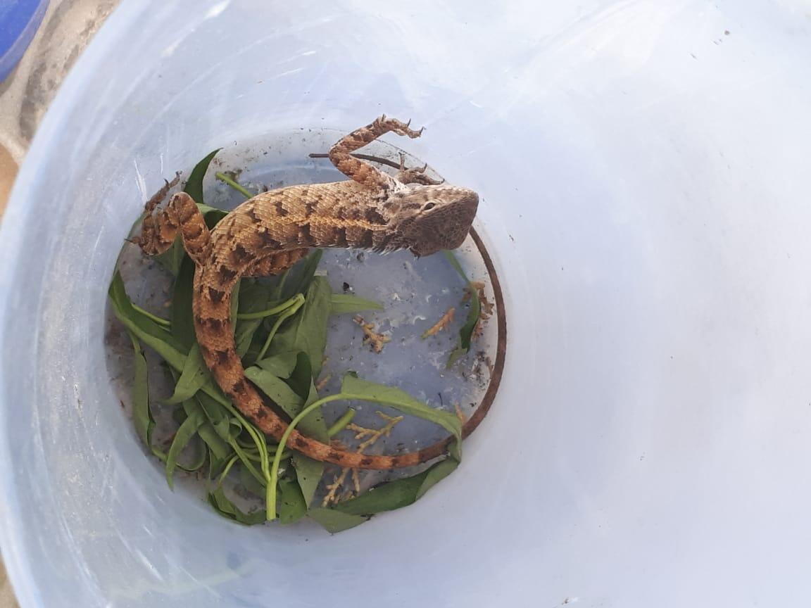 Tanya reptil apakah ini?