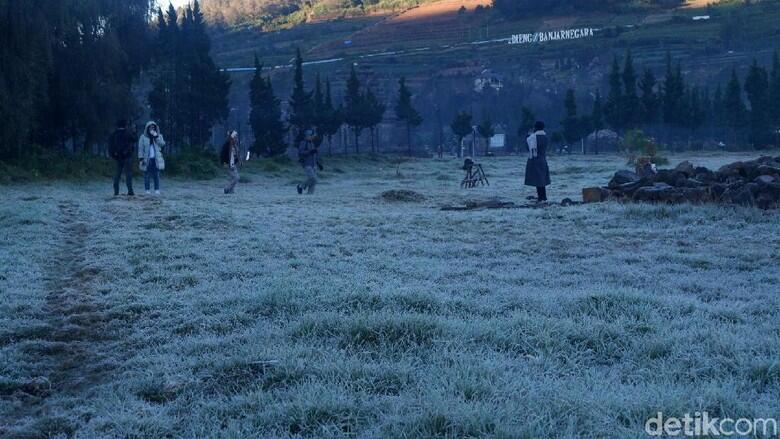 Akibat Fenomena Embun Es, 5 Hektare Tanaman Kentang di Dieng Mati