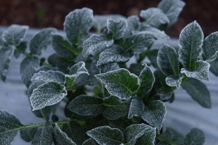 Akibat Fenomena Embun Es, 5 Hektare Tanaman Kentang di Dieng Mati