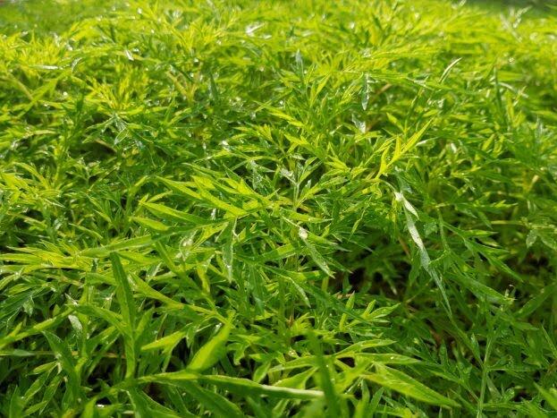 Ini Dia, Manfaat Daun Kenikir Untuk Kesehatan. Apa Nama Tanaman Ini Daerahmu?
