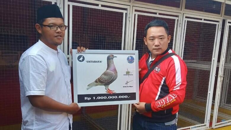 Burung Merpati harga 1 MILYAR pecahkan Rekor MURI tahun 2019