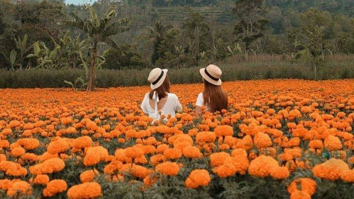 Pesona Gemitir Garden, Wisata Taman Bunga Marigold yang Instagramable di Bali