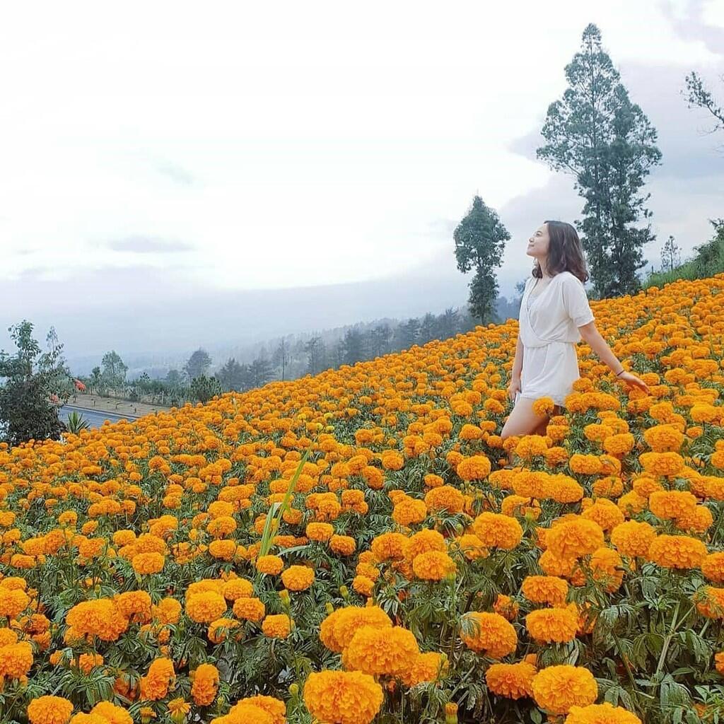 Pesona Gemitir Garden Wisata Taman Bunga  Marigold  yang 