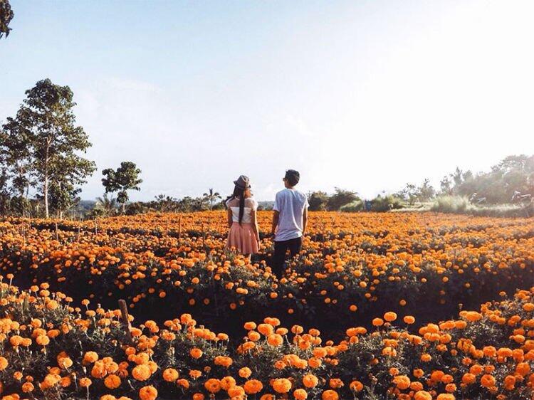Pesona Gemitir Garden, Wisata Taman Bunga Marigold yang Instagramable di Bali