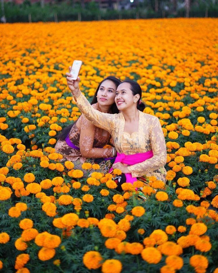 Pesona Gemitir Garden, Wisata Taman Bunga Marigold yang Instagramable di Bali