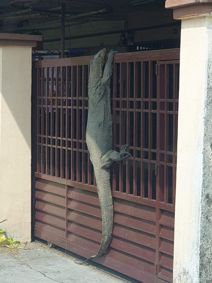 Viral Biawak Raksasa Manjat Pagar Rumah, Apakah Dia Mau Bertamu?