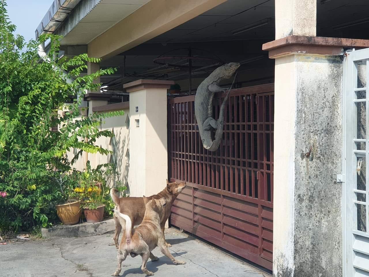 Viral Biawak Raksasa Manjat Pagar Rumah, Apakah Dia Mau Bertamu?