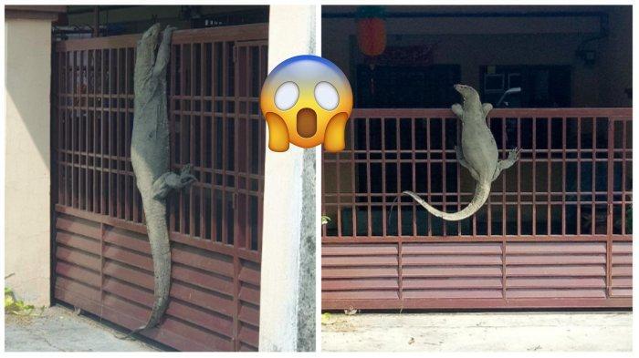 Viral Biawak Raksasa Manjat Pagar Rumah, Apakah Dia Mau Bertamu?