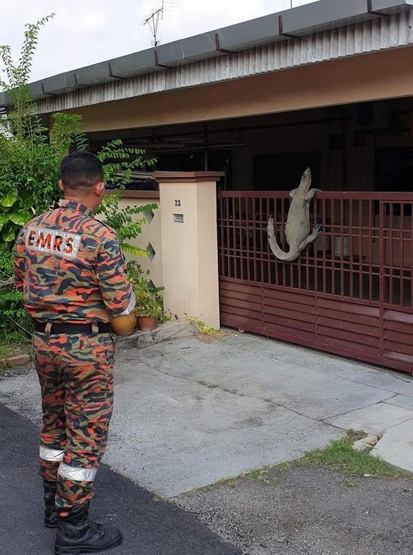 Viral Biawak Raksasa Manjat Pagar Rumah, Apakah Dia Mau Bertamu?