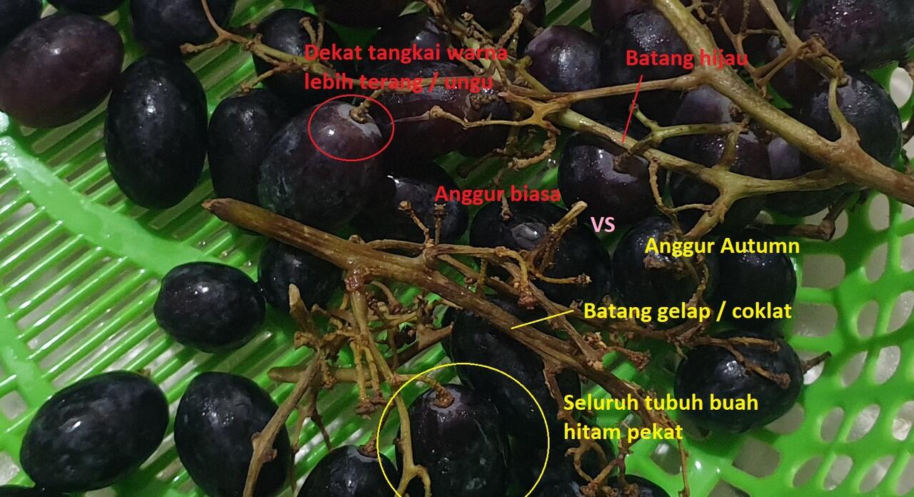 Hati-hati buah anggur palsu alias dicampur.