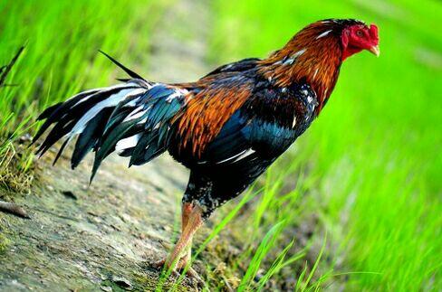 Suara Kokoknya Terlalu Kencang, Ayam Jantan Asal Perancis Berurusan dengan Pengadilan