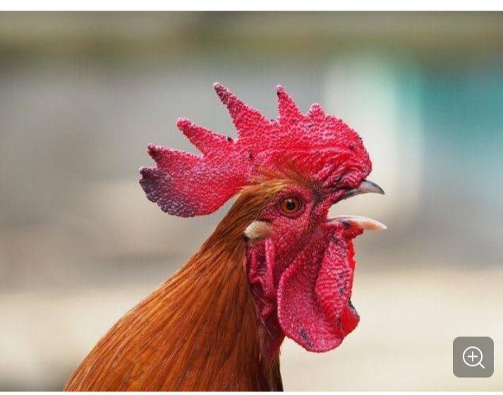 Maurice Sayang, Haruskan Masuk Pengadilan? Ini Sungguh Lucu Gan-sis! 