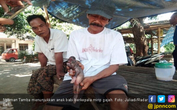Anak Babi Berkepala Gajah Bikin Heboh Warga Buleleng