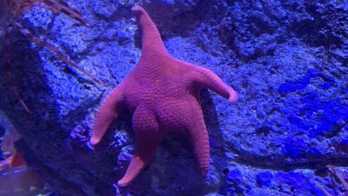Bintang Laut Pamer Bokong Ini Mirip Patrick Star