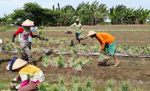Tugas Kementan Jamin Stok Pangan saat Kemarau, Bukan Kendalikan Harga