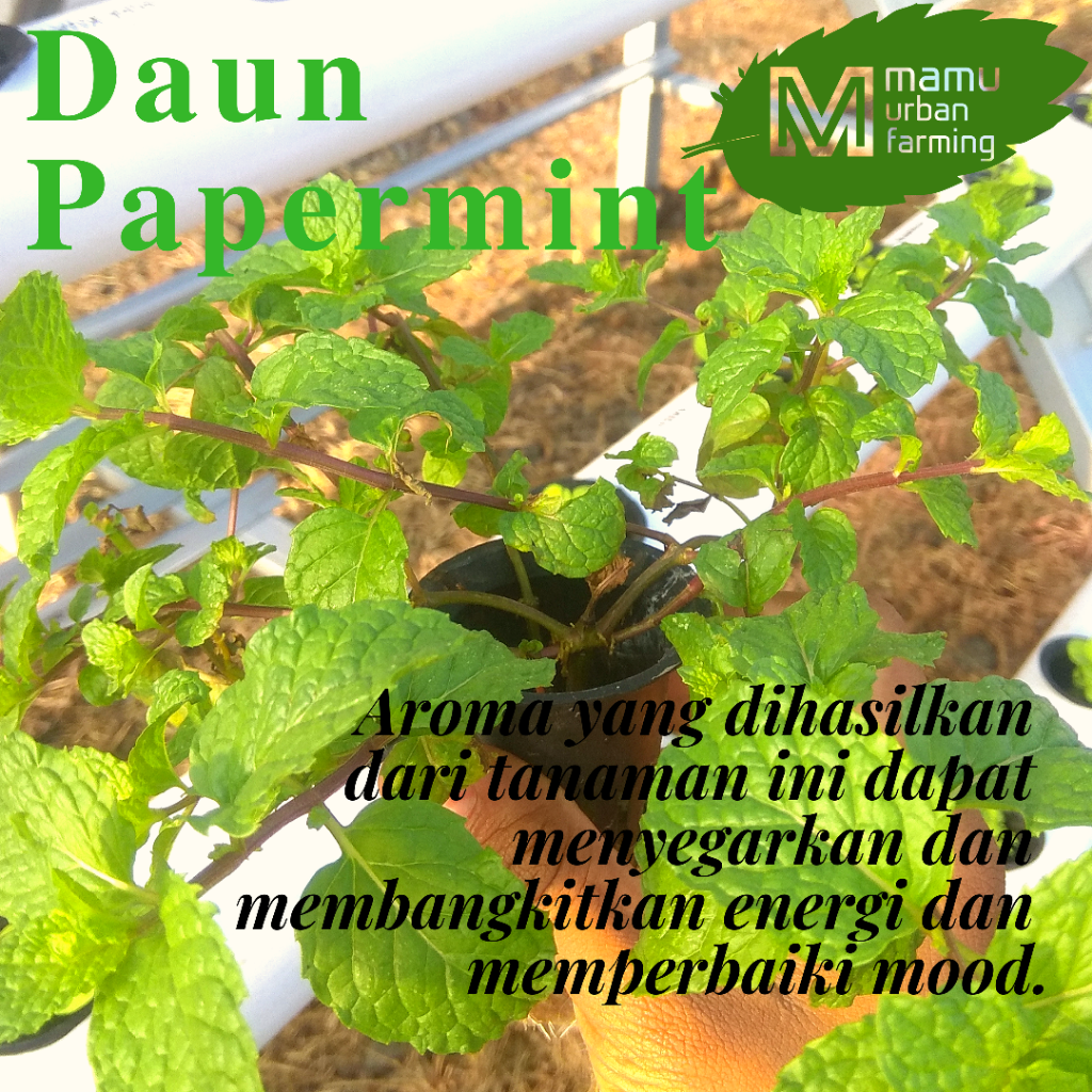 Papermint Si Pembangkit Energi 