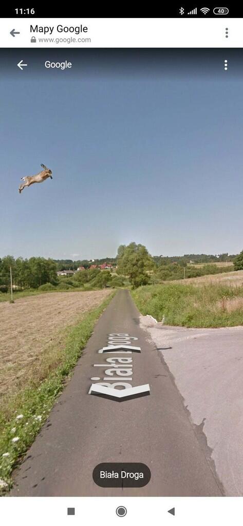 Keren Abis Ini Dia Pose Menakjubkan Hewan yang Tertangkap Kamera Google View Street