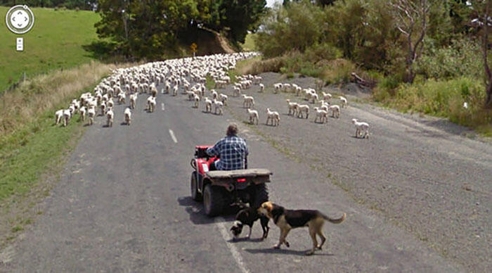 Keren Abis Ini Dia Pose Menakjubkan Hewan yang Tertangkap Kamera Google View Street