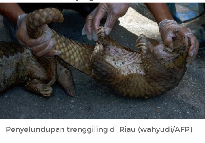 Jangan Biarkan Mereka Punah