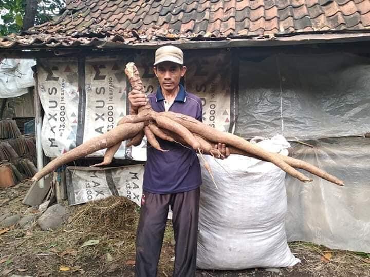 Singkong Terpanjang Ditemukan Di Pekalongan