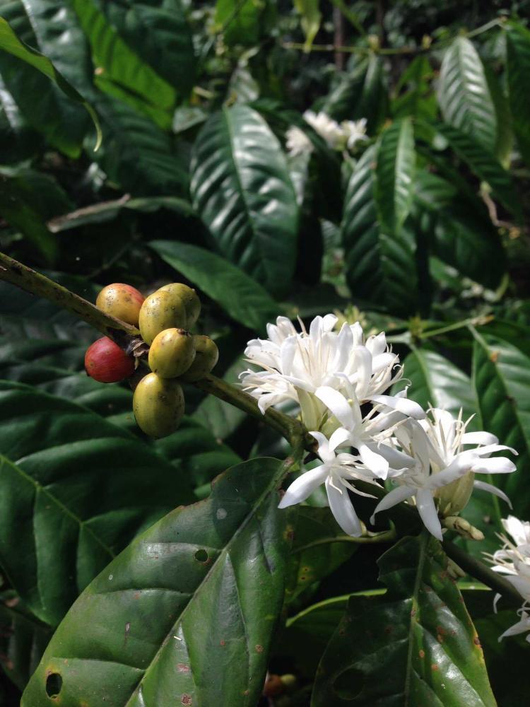 MENGENAL MACAM DAN CARA PENYEDUHAN KOPI 