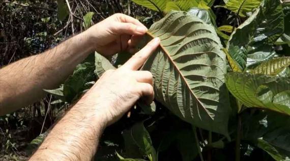 Kratom, Penyambung Hidup Petani yang Di Haramkan BNN.