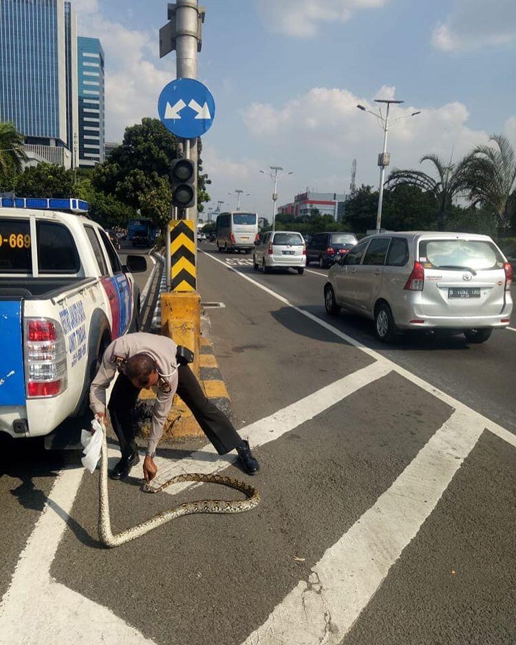 Berkeliaran di Tol Slipi, Ular Piton 2,5 Meter Mati Terlindas