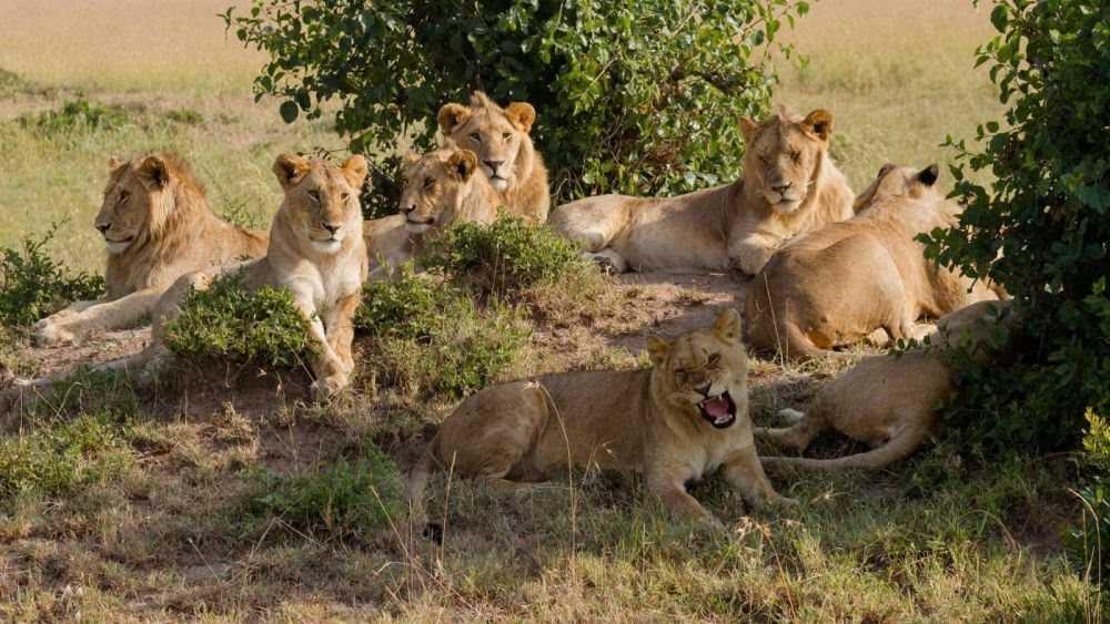5 Fakta Kehidupan Nyata Singa, Berbeda Dengan Lion King