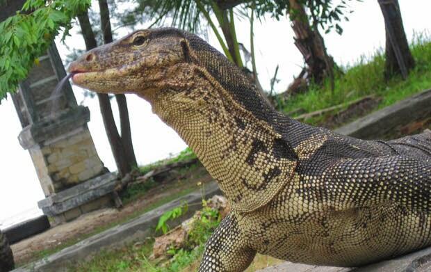 Manfaat Rahasia Minyak Biawak, Ternyata Bisa Bikin Tongkat Tegang Tahan Lama Gan!
