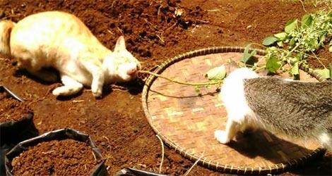 Kocak, Ada Kucing Tergila-Gila Sangat Dengan Tanaman Ini (Awas Bikin Dia Ketagihan!)