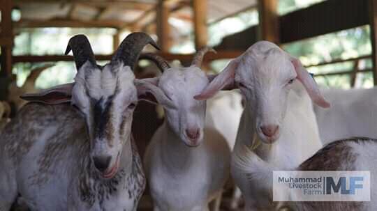 Viral Kambing Terlanjur Tampan, Siap-siap Agan Jomlo Akut!