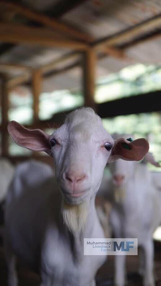 Viral Kambing Terlanjur Tampan, Siap-siap Agan Jomlo Akut!