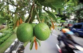 Nama-nama Kawasan di Jakarta Ini Diambil dari Nama Buah, Begini Penampakannya!