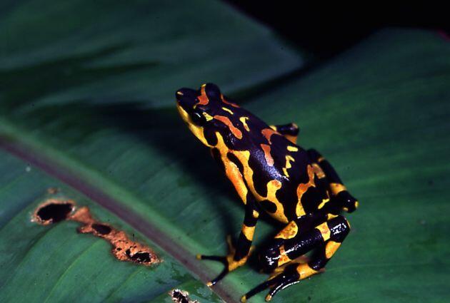 Gak Liat Nyesel, Katak Dan Kodok Paling Keren di Dunia