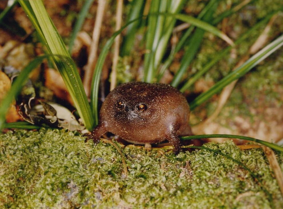 Gak Liat Nyesel, Katak Dan Kodok Paling Keren di Dunia