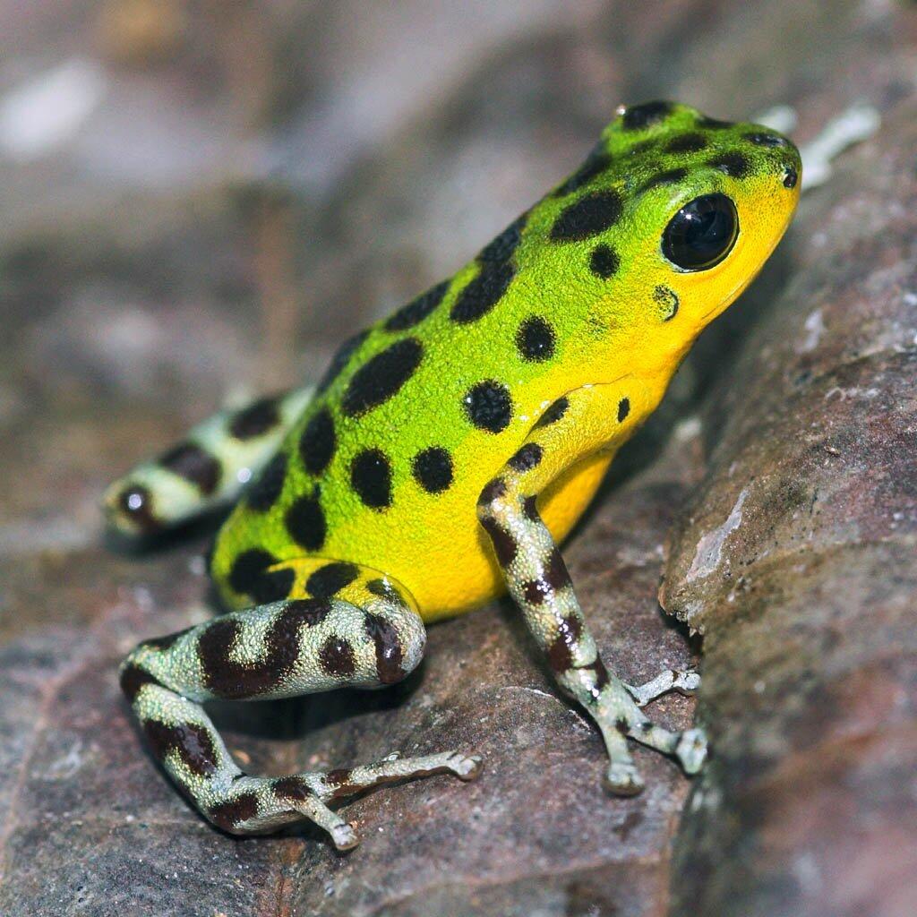 Gak Liat Nyesel, Katak Dan Kodok Paling Keren di Dunia