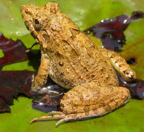 Gak Liat Nyesel, Katak Dan Kodok Paling Keren di Dunia