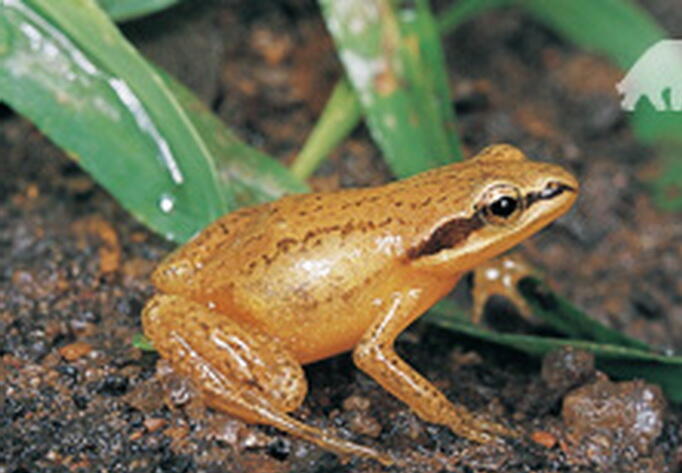 Gak Liat Nyesel, Katak Dan Kodok Paling Keren di Dunia