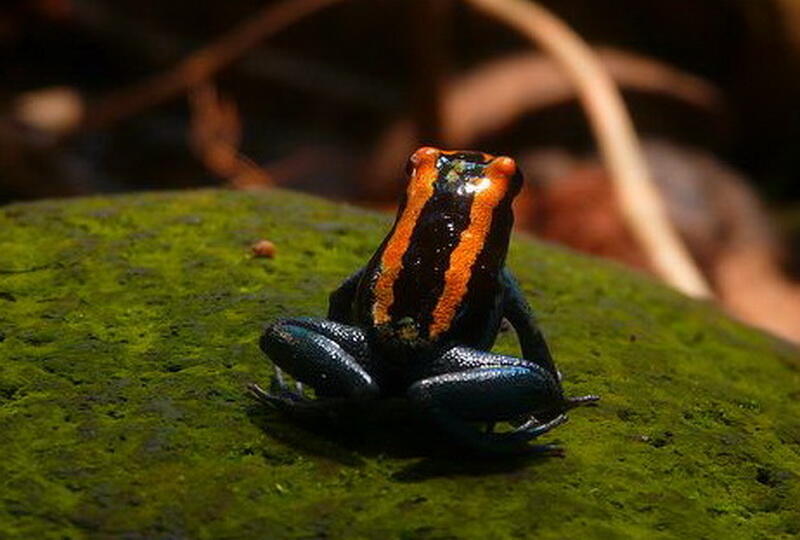 Gak Liat Nyesel, Katak Dan Kodok Paling Keren di Dunia