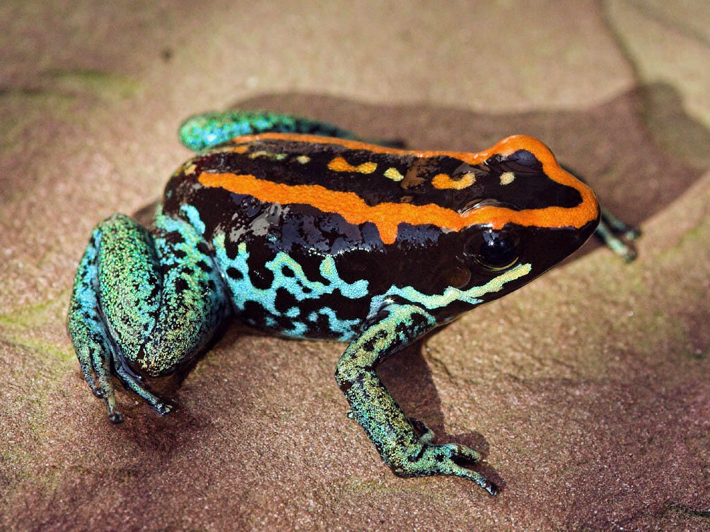 Gak Liat Nyesel, Katak Dan Kodok Paling Keren di Dunia