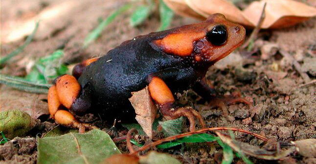 Gak Liat Nyesel, Katak Dan Kodok Paling Keren di Dunia