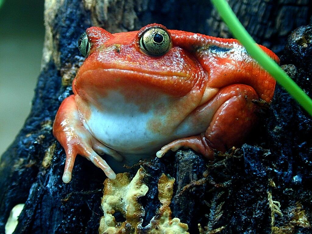 Gak Liat Nyesel, Katak Dan Kodok Paling Keren di Dunia